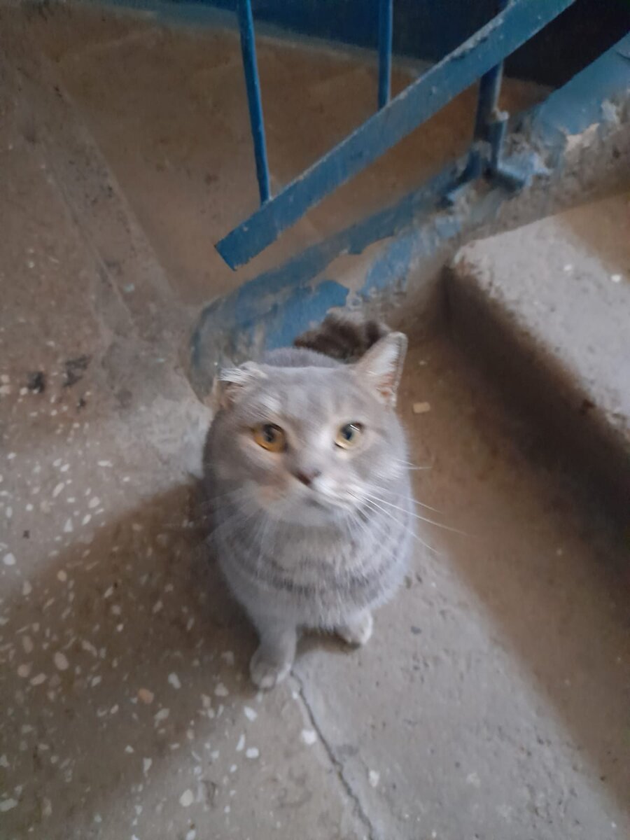 Серая кошка. 