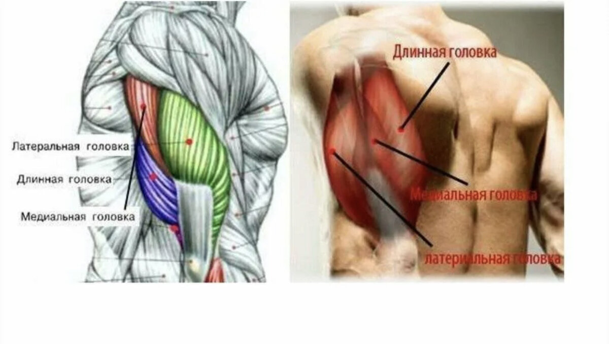 Медиальный и латеральный это. Медиальная головка трицепса. Медиальная головка двуглавой мышцы плеча. Длинная головка трехглавой мышцы плеча. Трицепс анатомия мышц.