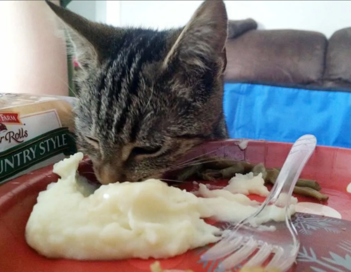 Котам можно картошку. Кот кушает картошку. Кошка кушает. Кот ест. Кошка ест картофельное пюре.