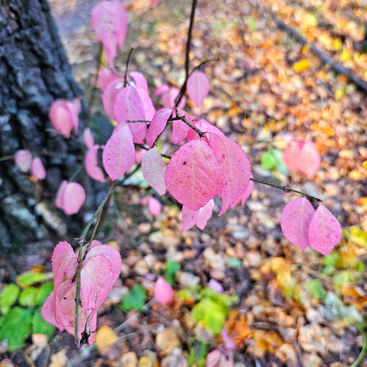 Фото автора.  Бересклет малоцветковый 