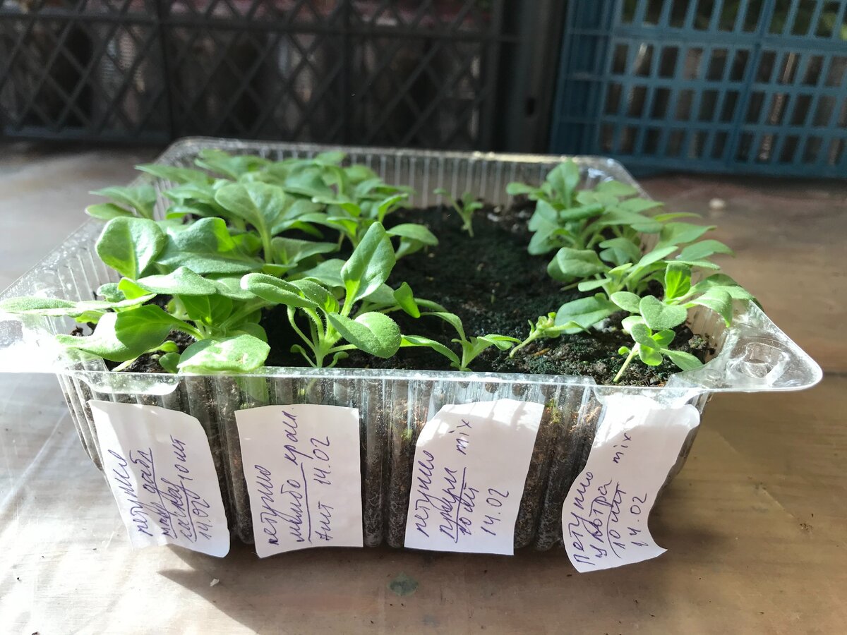 взошли хорошо все сорта, кроме "Призм", у него взошло всего 4 сеянца и растут намного хуже остальных