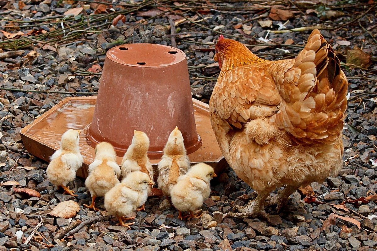 Купить куриц несушек в свердловской. Люйкейндадзи куры несушки. Гайские куры несушки. Ломан Браун. Курица с цыплятами.
