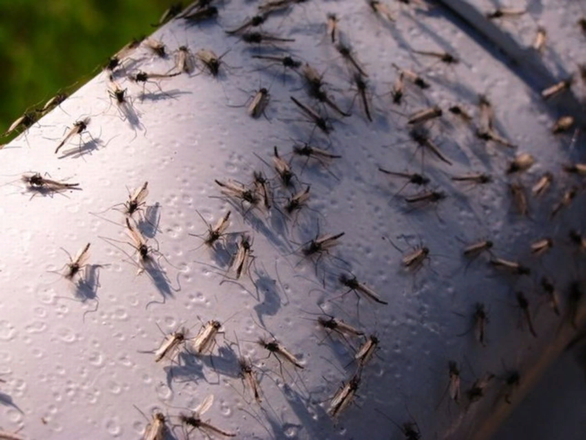 Нашествие насекомых. Нашествие комаров в Крыму. Астраханская мошка. Тундровая мошка. Гнус мошка.