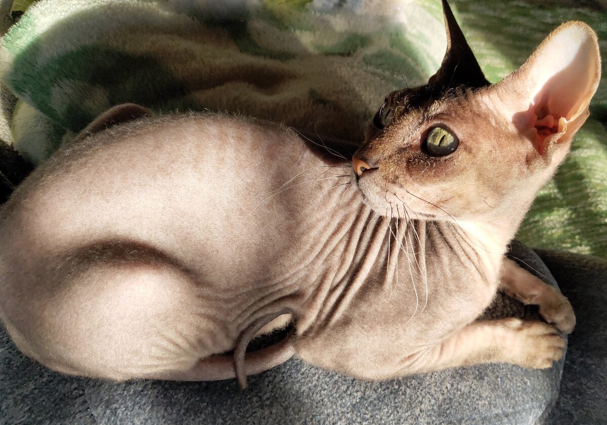 Моя кошечка (почти сфинкс))))