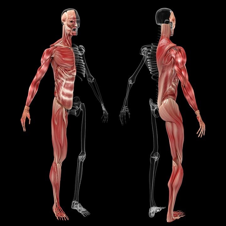 Мышечная система картинки