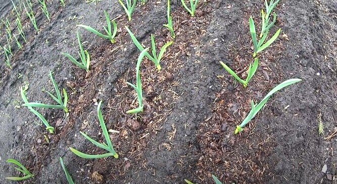 Озимый чеснок на 23 апреля