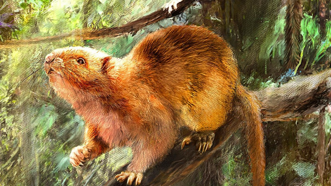 © Field Museum