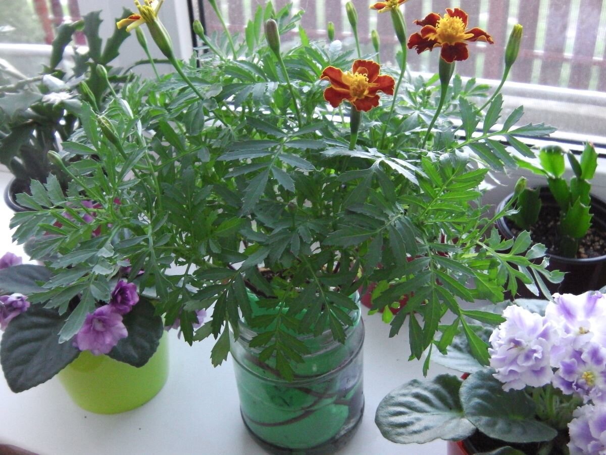 Бархатцы через рассаду, 24.04.2021. Фото автора