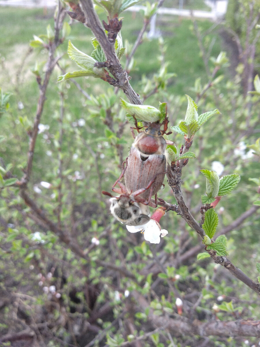 Спаривание майских жуков