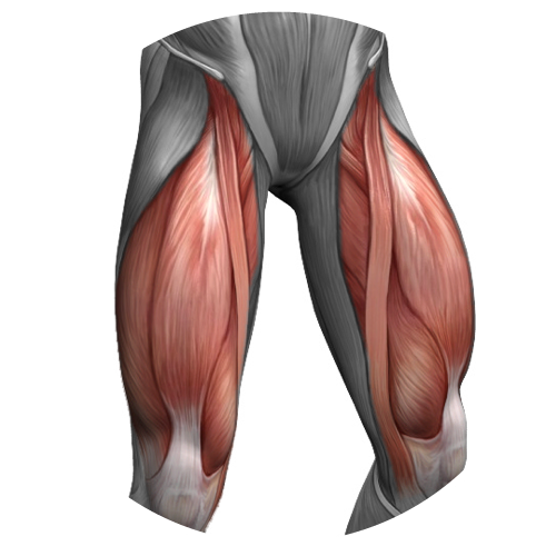 Quadriceps femoris мышца