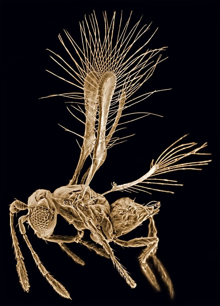 Данный вид относится к семейству Mymaridae (о нем можно прочитать немного выше). Длина тела особей чаще всего находится в пределах 0,25 мм (у самцов это чаще всего 210-230 мм, а у самок больше – от 225 до 250 мм).