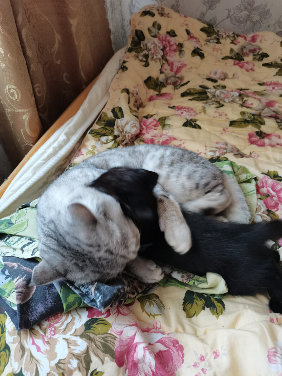 Прилип как репей, проходу не даёт!