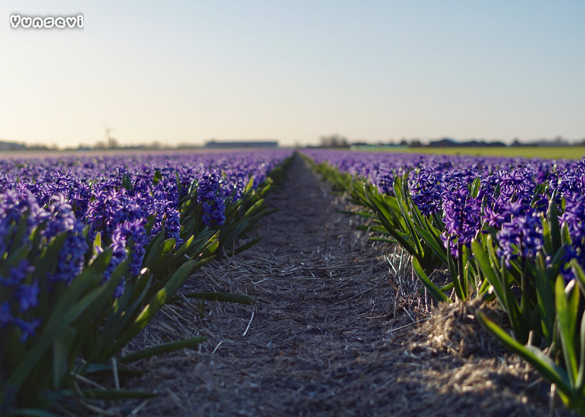 Создавая пространство для новой клумбы или овощного сада, важно сначала подготовить почву. Это особенно актуально, если вы работаете с уплотненным или глинистым грунтом. Обработка почвы и добавление компоста даст вам фору для лучшего вегетационного периода. 