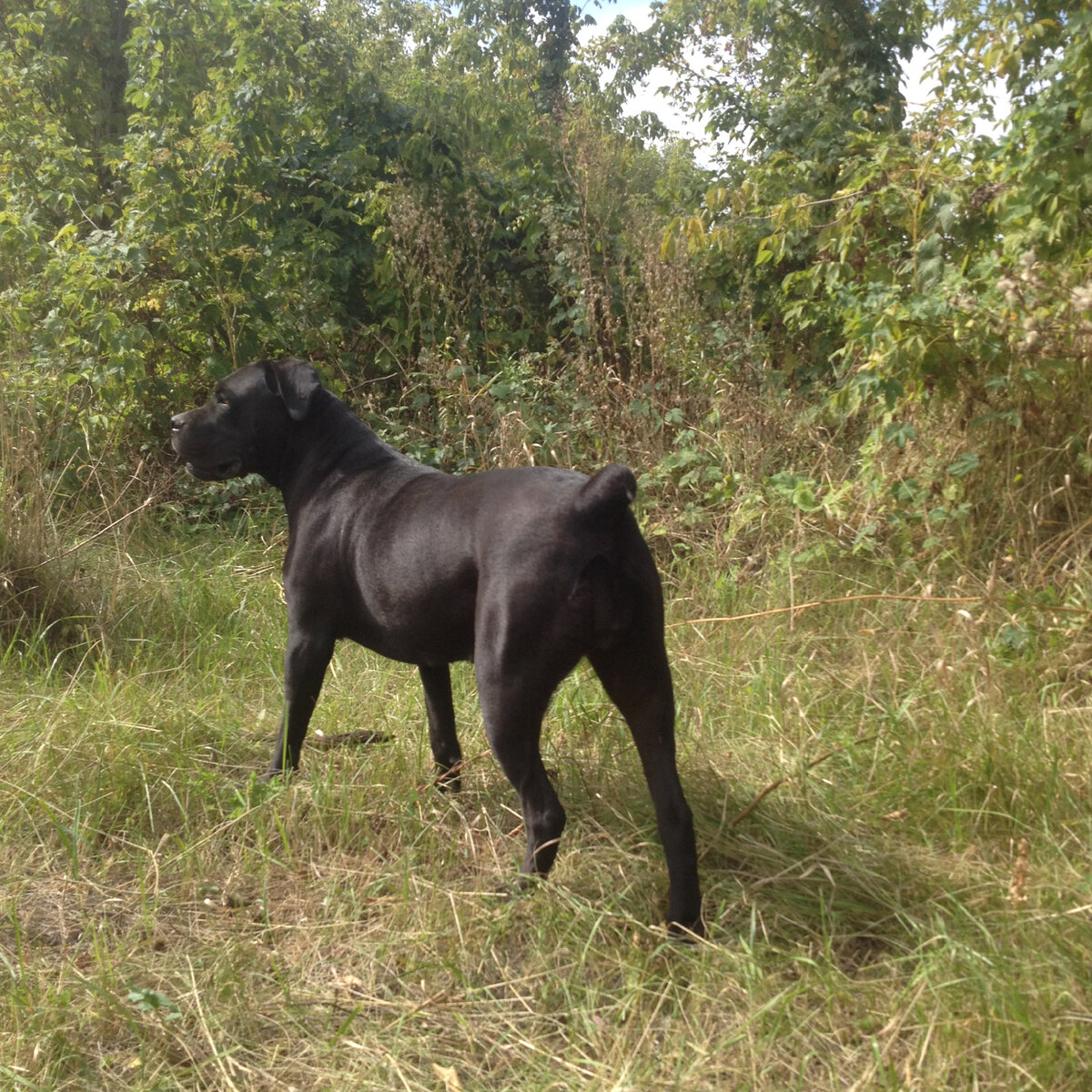 Своим обедом Джуди довольна. Она бодра, активна, любит бегать и играть. Фото автора.