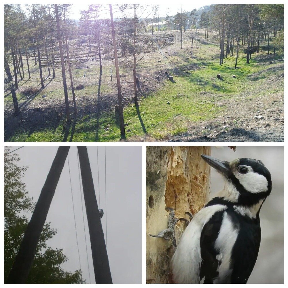 полысевший парк и дятел на столбе