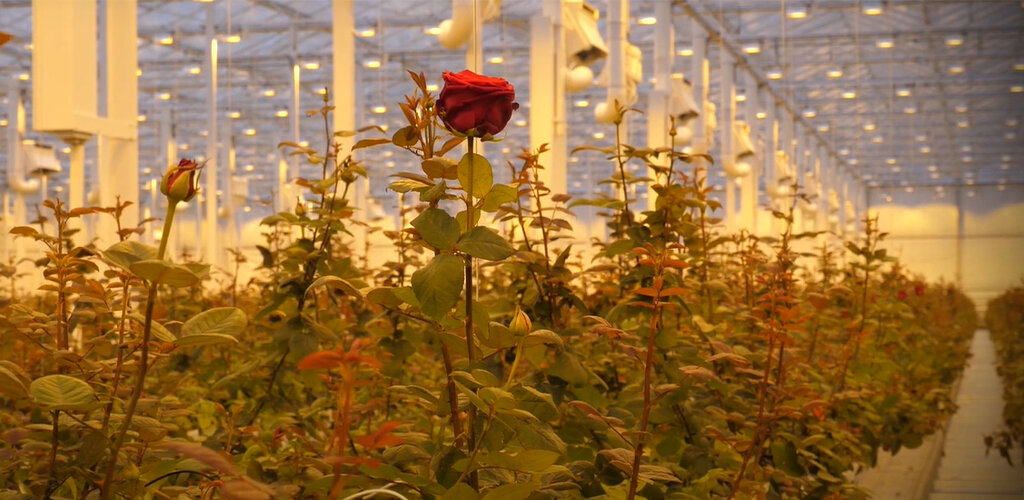 Розы в теплице