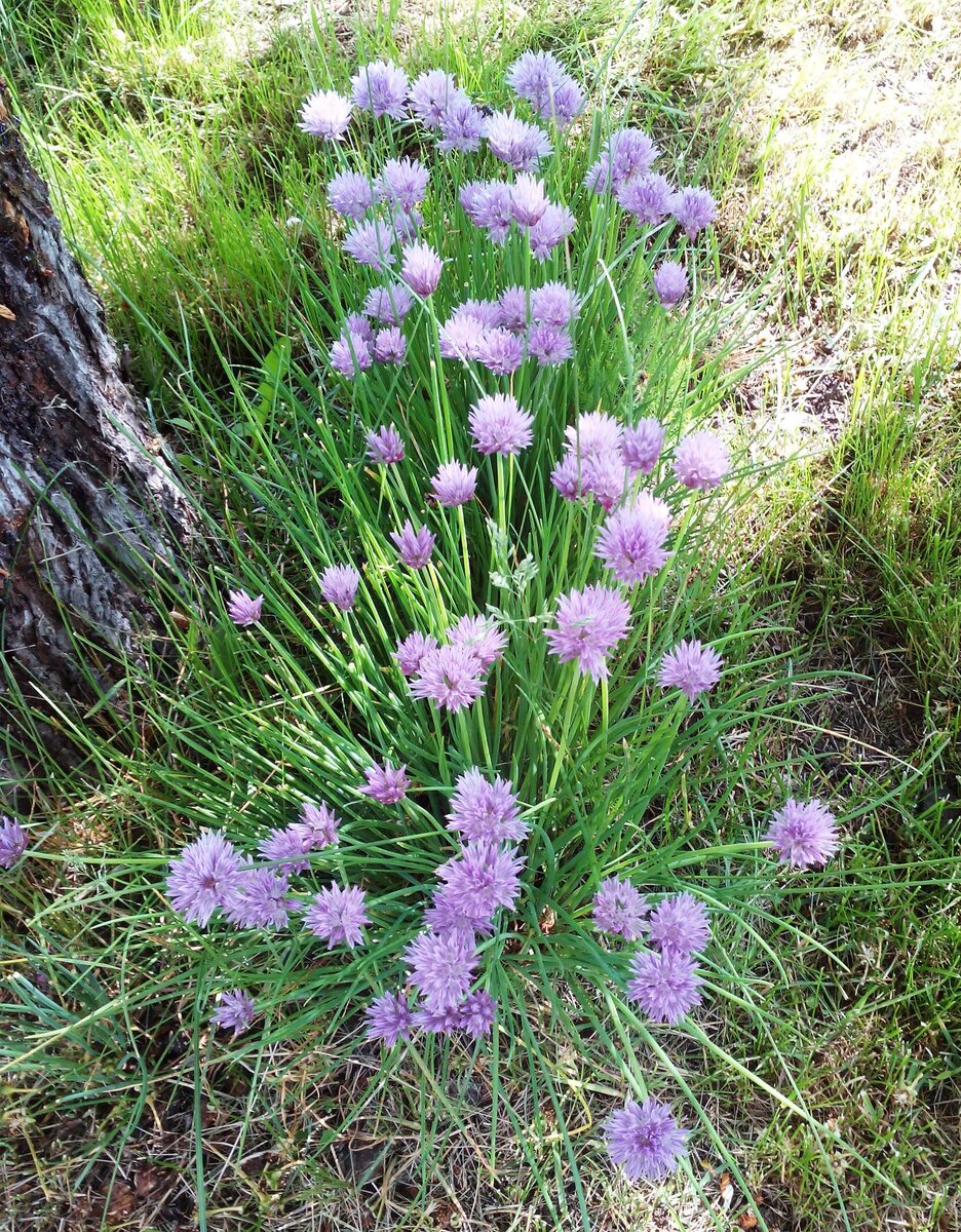Лук Шнитт. Май