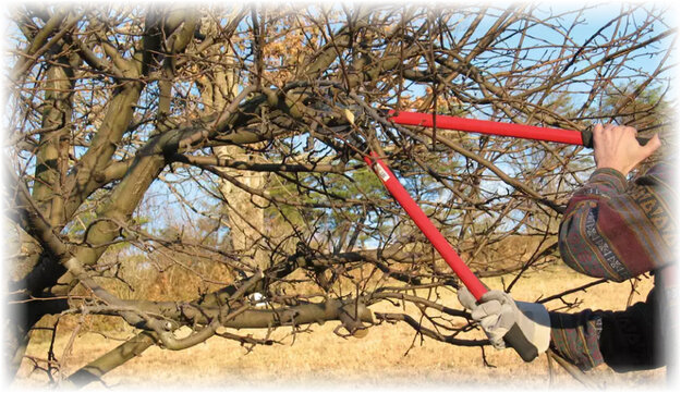 Вне зависимости от возраста дерева, обрезание проводится прореживанием и укорачиванием.