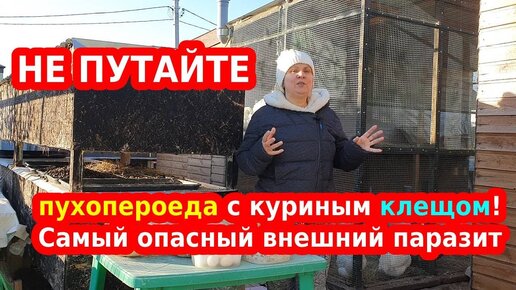 Куриный клещ или пухопероед (вши у кур): как отличить и что опаснее?