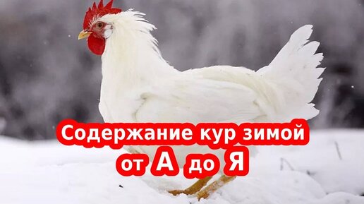 Содержание кур несушек зимой, как повысить яйценоскость, чем кормить и т.д.