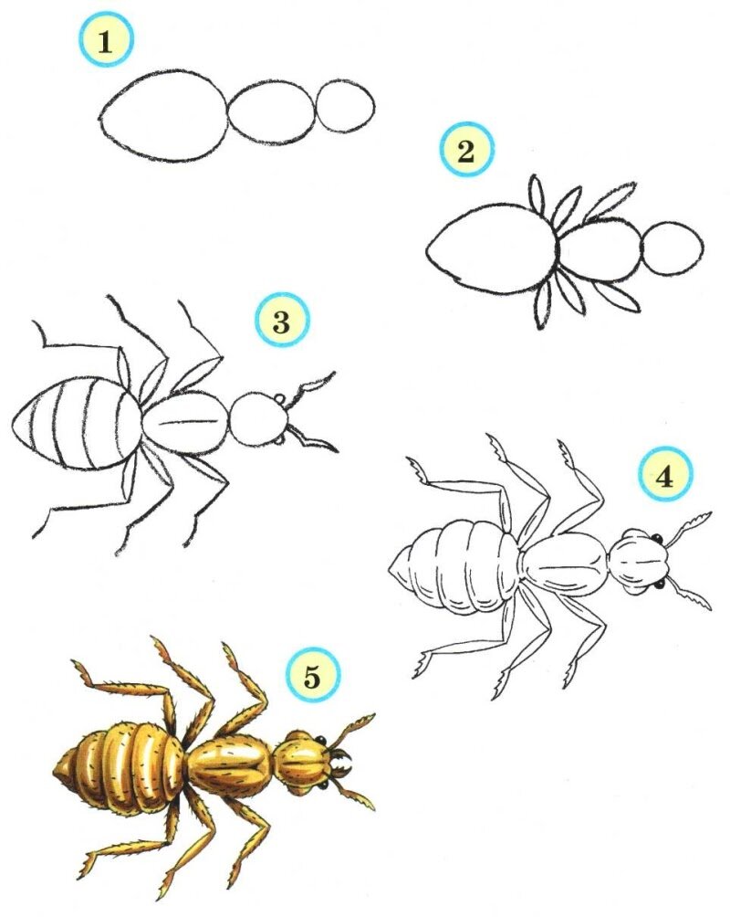 Как рисовать муравья поэтапно | Art, Fictional characters, Character