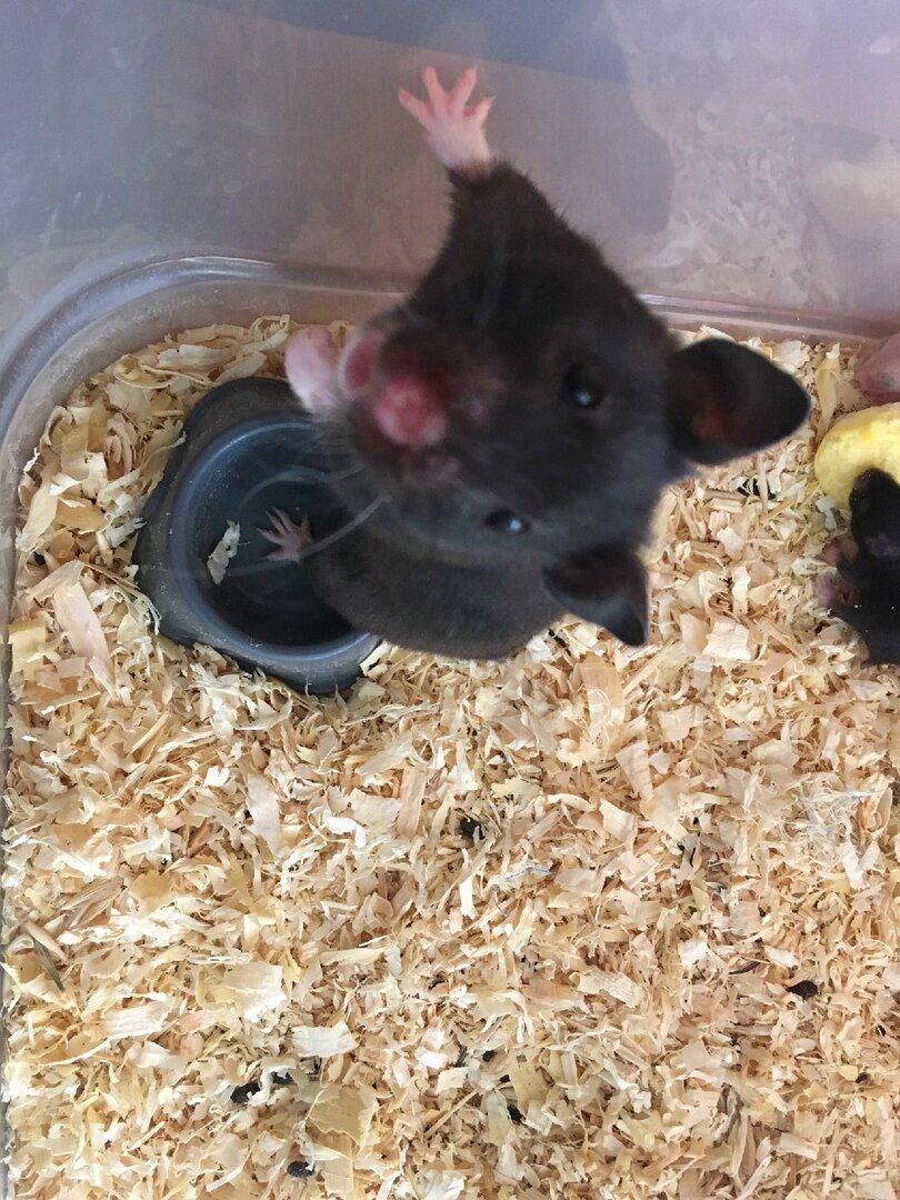 Шуба - беспокойная мамаша