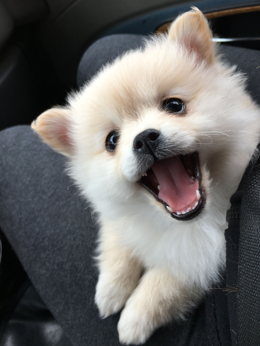 Милый песик