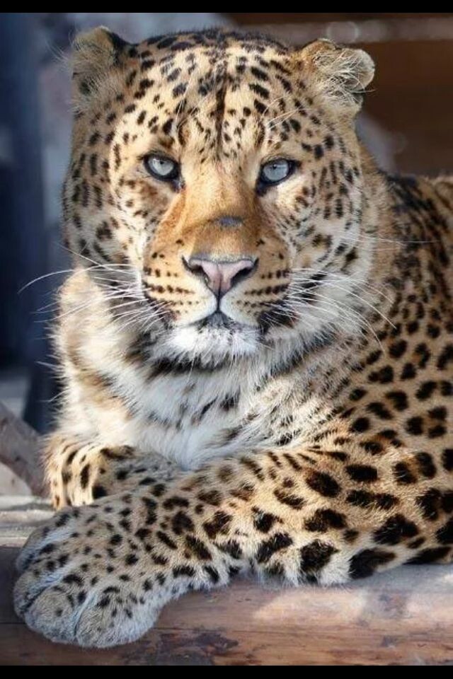 Амурский леопард