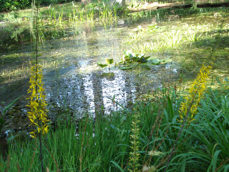 Из-за любви к влажным участкам, бузульник прекрасно приживается на берегах водоемов.
