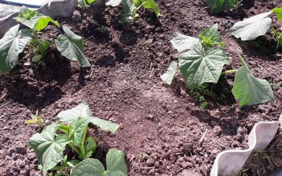 Фото из сайта "otzovik.com"