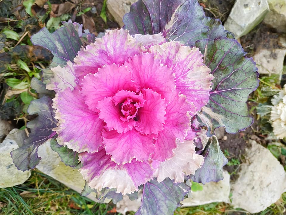 Декоративная капуста, Подмосковье, 20.12.2019