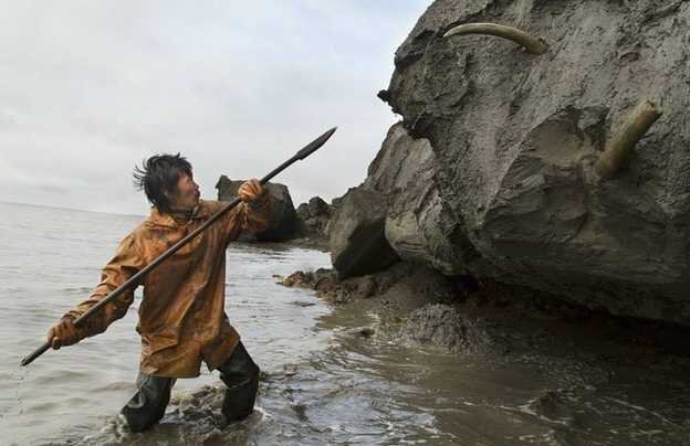 Добыча мамонта - бивни вросшие в скалу