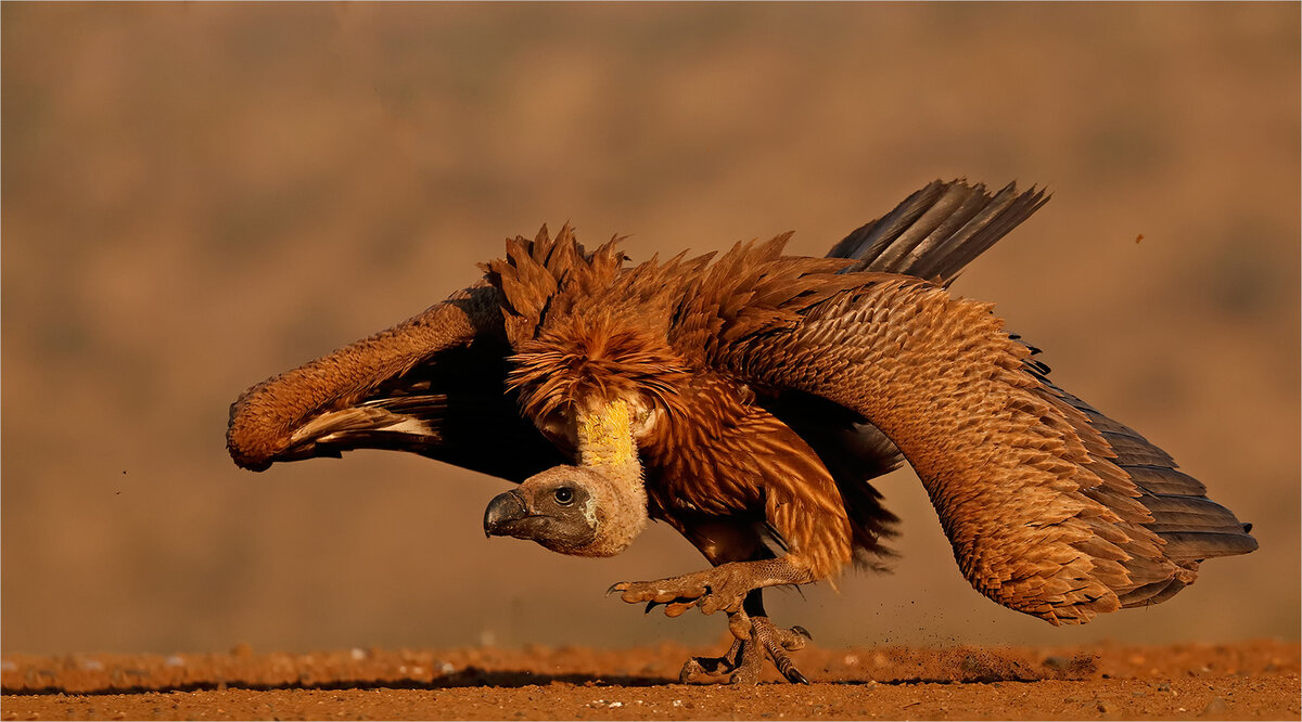 Eurasia Gold Medal (Eurasia club), Vulture landing/ 