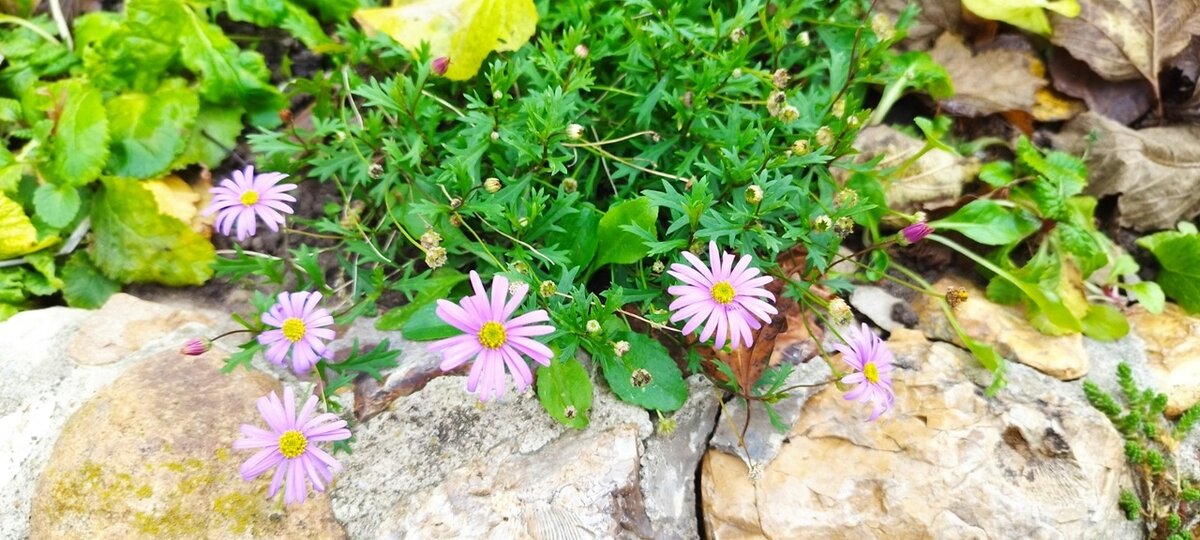 Брахикома на маленькой клумбе