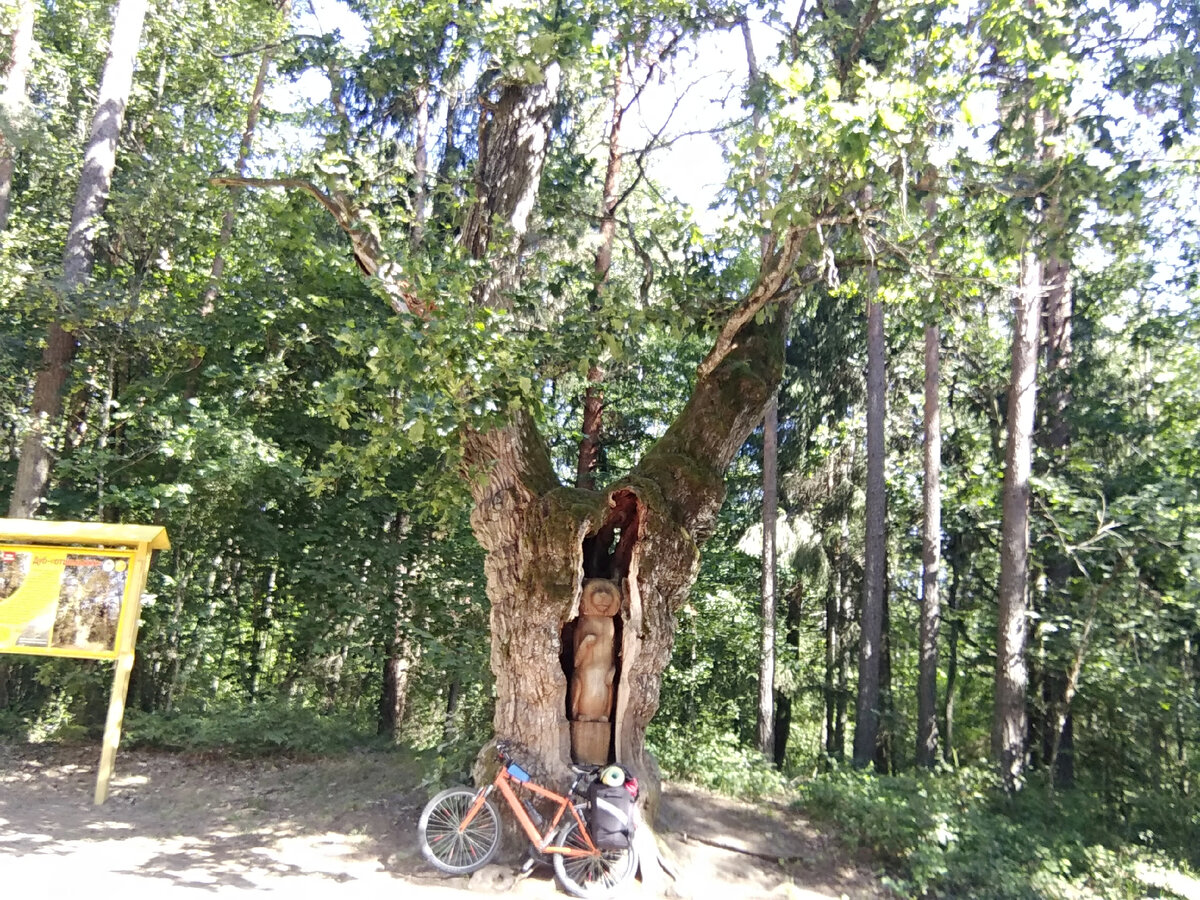 Тысячелетний дуб