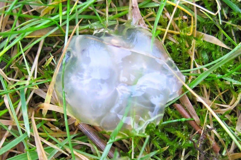 Звёздное желе