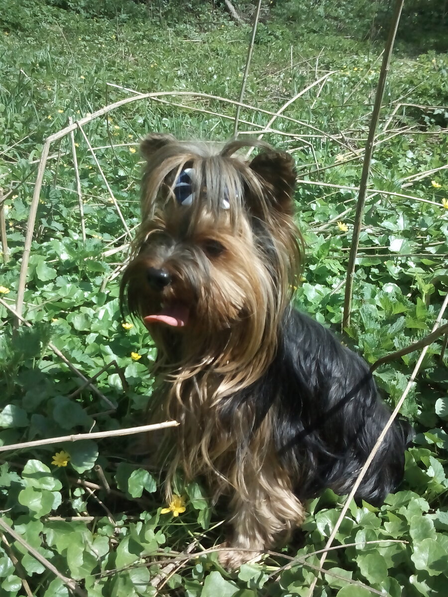 Уходит из жизни мой ангел | Репетиторша с собакой | Дзен