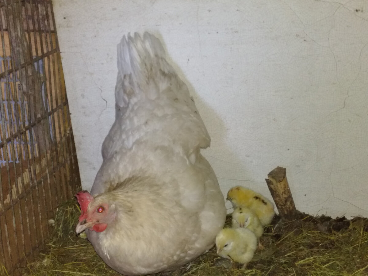 Деревенская доморощенная курица - самая лучшая мамка! 