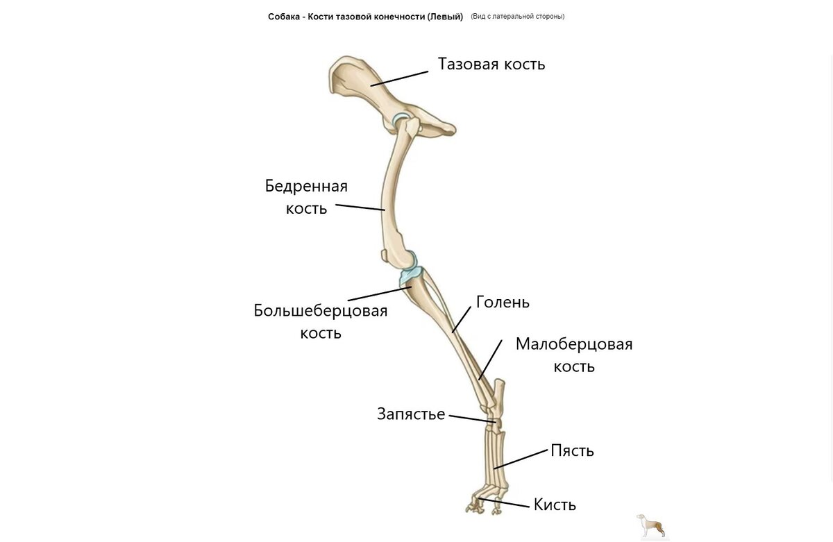 Конечности собаки. Скелет конечностей собаки. Скелет свободных конечностей собаки. Кости задней конечности. Тазовая конечность собаки.