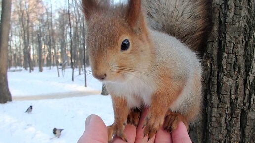 Уже уходил, когда меня нашёл Ушастик. Показываю где сейчас живёт Ушастик