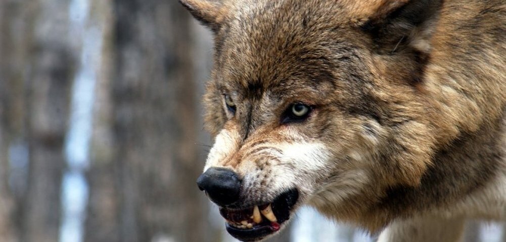 фото из сети