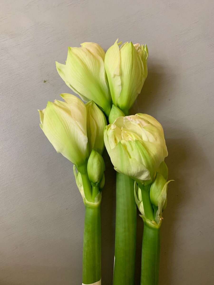 Гиппеаструм Arctic Nymph