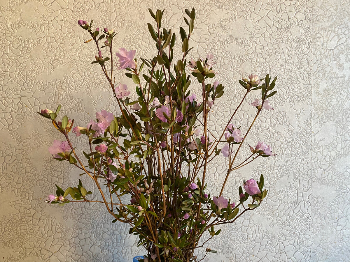 Вот такое чудо в начале декабря