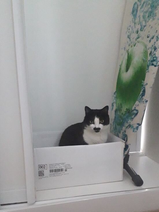     В Саратовской области ветврачи привили от бешенства 70 тысяч собак и более 55 тысяч кошек Фото: Екатерина Соколова