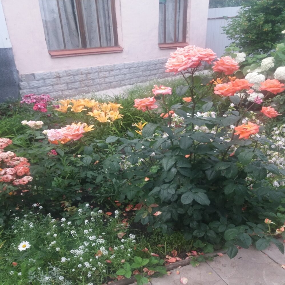 26. Полетаева М. домик ,окнами в сад .Саратов