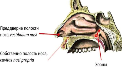 Симптомы трахеита