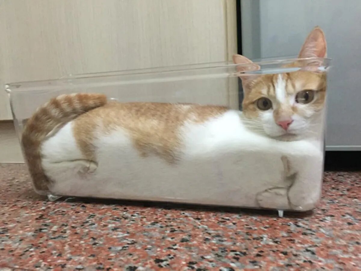 Заполнил плотно. Фото: sadanduseless.com