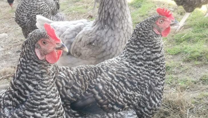    Рынок кормовых добавок для сельхозживотных за пятилетку достигнет стоимости 26,3 млрд долларов США