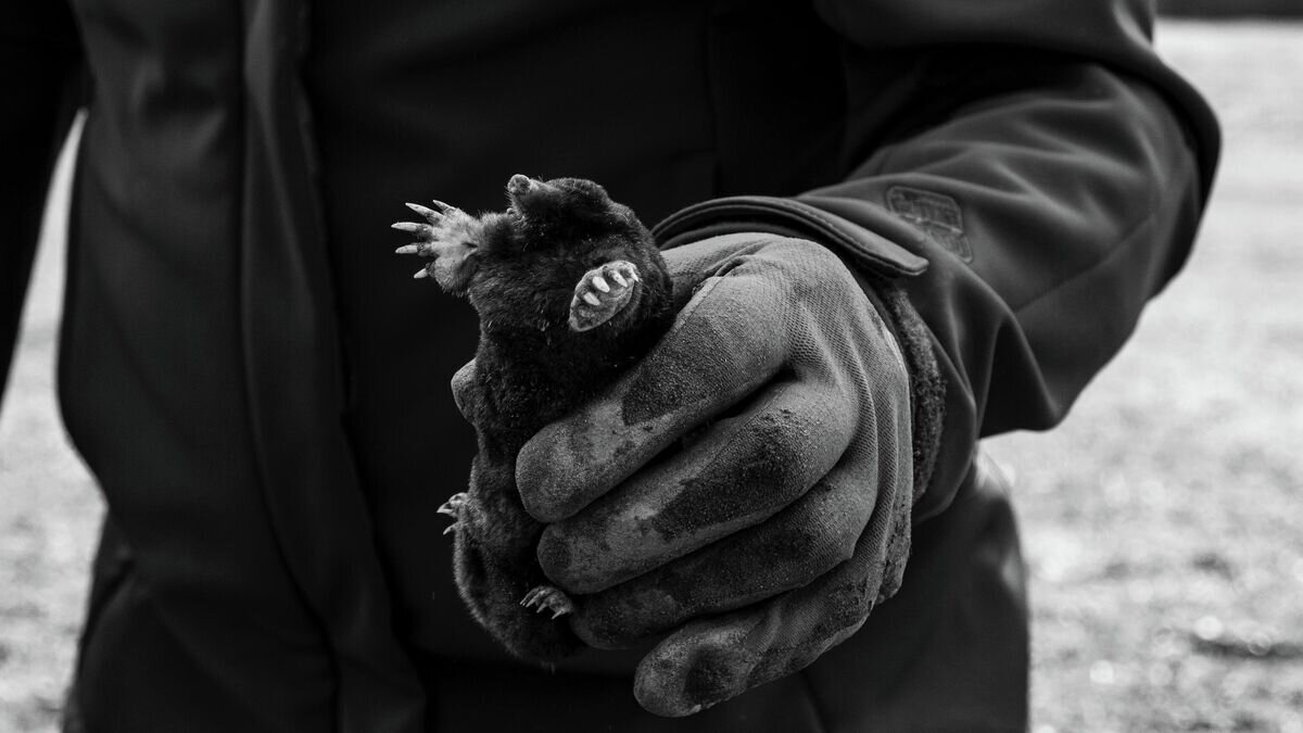    Крот© Фото : Unsplash / Lara Natalia Lone