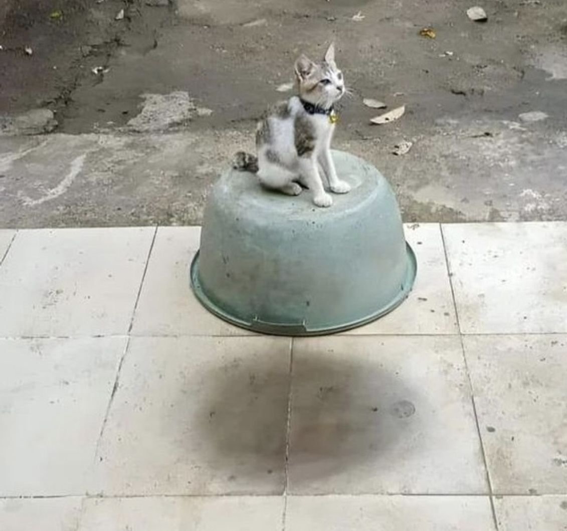 Изображение из свободного источника